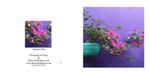 009 Bougainvillea