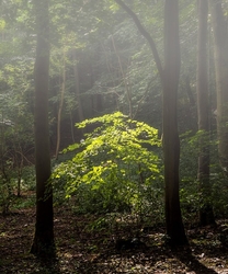 Light Mist.