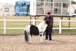 Class 209 - IH Veteran Pony portfolio