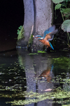 Kingfisher Catch of the Day