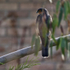 Sparrowhawk (male) perched on a tree branch