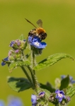 Bombus Hypnorum - RPNP0701