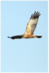 Marsh Harrier