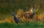 Red Deer Stag - Cervus elaphus