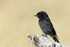 Fork-tailed Drongo