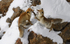 Red Foxes