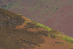 British Fell Relay-675