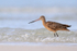 Marbled Godwit wading in surf, Fort De Soto Park, Florida