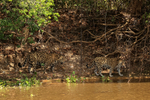 Male Jaguar following female Jaguar, Corixo Negro, Mato Grosso, Brazil