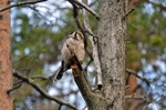 Northern Hawk Owl