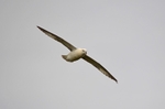 Fulmar