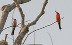 Rosy bee-eaters