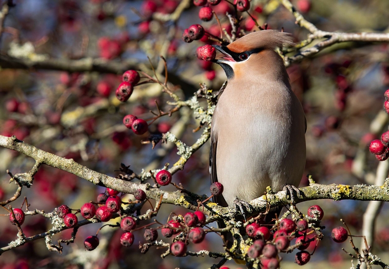 Waxwing - Hassop - Derbyshire