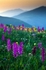 Orchids at dawn