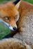 Wiley Fox