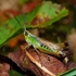 Meadow Grasshopper (Chorthippus curtipennis)