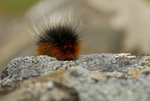Garden Tiger Moth Caterpiller, Isle of Mull