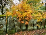 Vacca Wall in Autumn