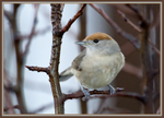 Blackcap - female (Sylvia atricapilla)