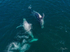A Pair of Humpbacks Relaxing 2. DJI_0306