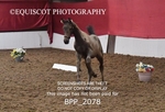 BPP_2078