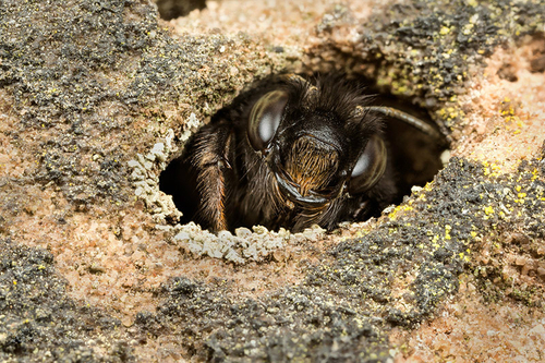 Female Hairy-footed Flower Bee ([i]Anthophora plumipes[/i]), in her hole in a church wall. Staffordshire, April 2015.