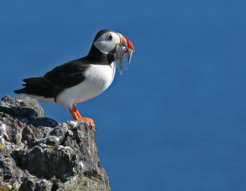 [align=center]Puffin with Sandeels, Isle of May, Scotland[/align]