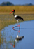 Saddle billed stork