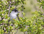 Blackcap - Sylvia atricapilla