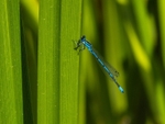 Azure Damselfly