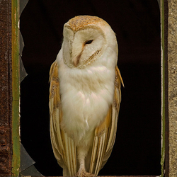 Barn Owl perched in the window