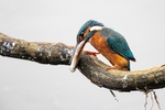 Kingfisher Alcedo Atthis054