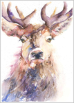 Proud Stag Limited Edition Print 472