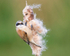 Male Penduline Tit