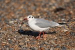 Black-headed Gull