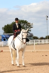 Class 216 - Best Side Saddle Horse-Pony portfolio