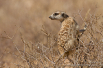 Meerkat Lookout