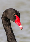 Black Swan 1