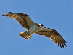 Osprey_0010
