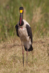 Saddle-billed Stork portfolio