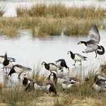 Barnacle Geese