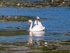 Mute Swans
