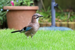Jay in Oxfordshire garden