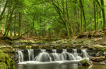 Tollymore Forest Park