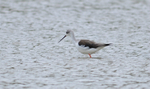 Black-winged Stilt