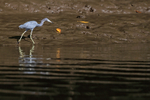 Little Blue Heron portfolio