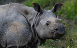 Rhino
