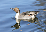 Northern PIntail