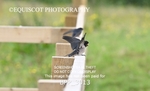 BPP_3013