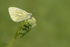 Green Veined White